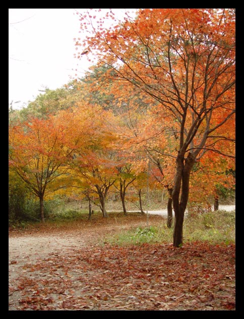 전나무 숲길 중간쯤입니다. 전나무 숲 옆길도 가을이 깊어 있습니다. 